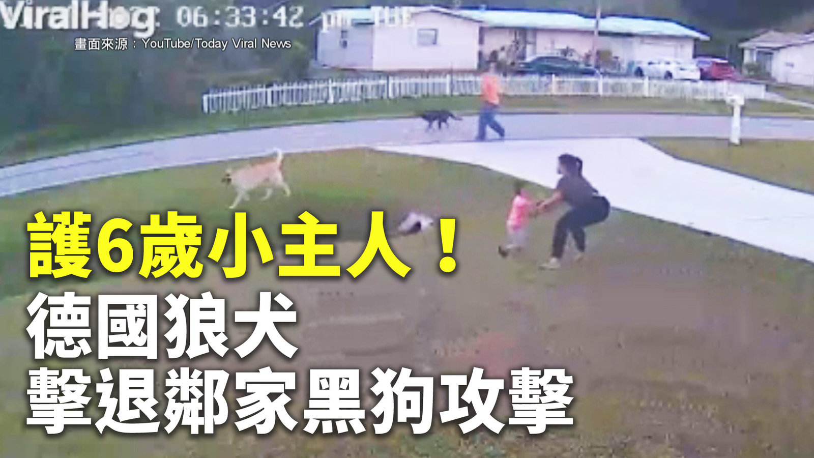 護6歲小主人!德國狼犬擊退鄰家黑狗攻擊