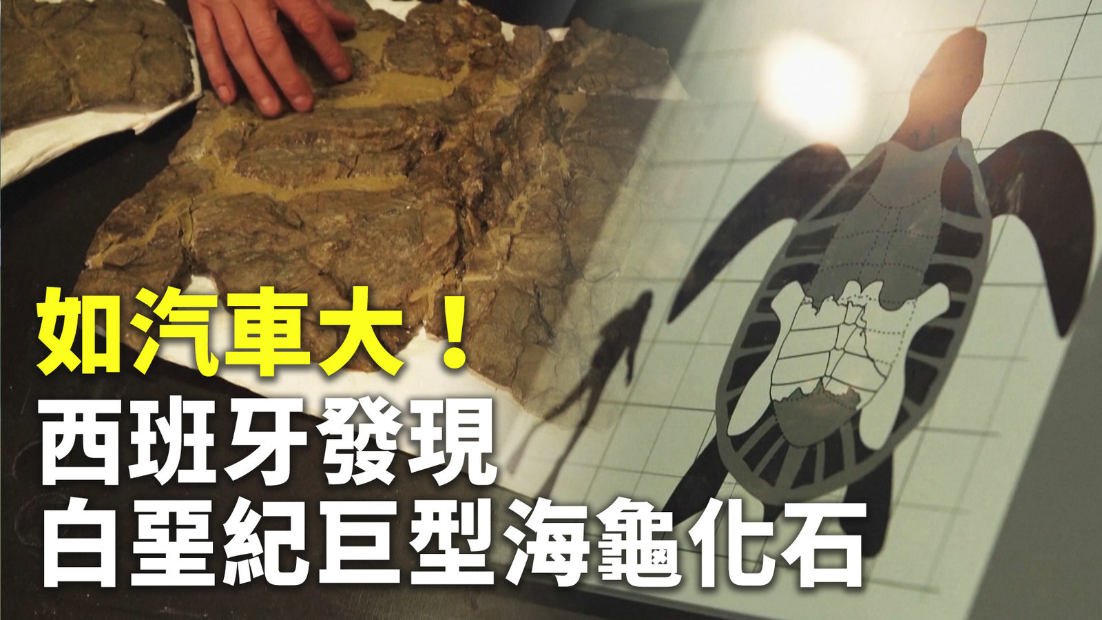 如汽車大!西班牙發現白堊紀巨型海龜化石