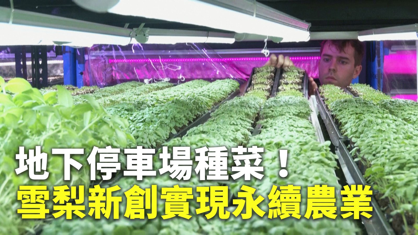 地下停車場種菜!雪梨新創實現永續農業