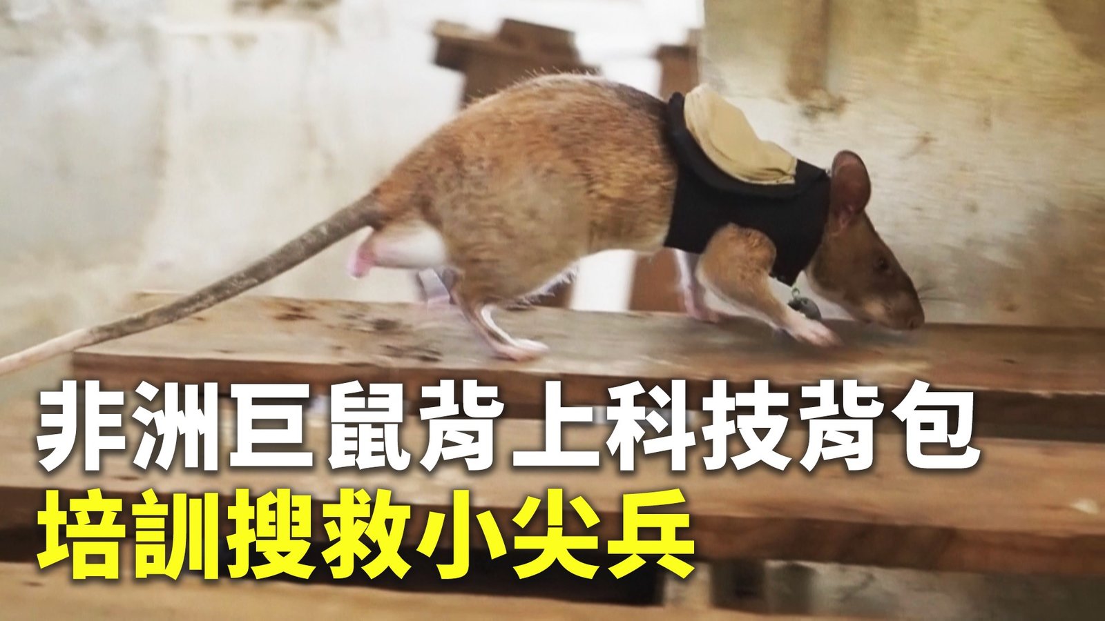 非洲巨鼠背上科技背包 培訓搜救小尖兵