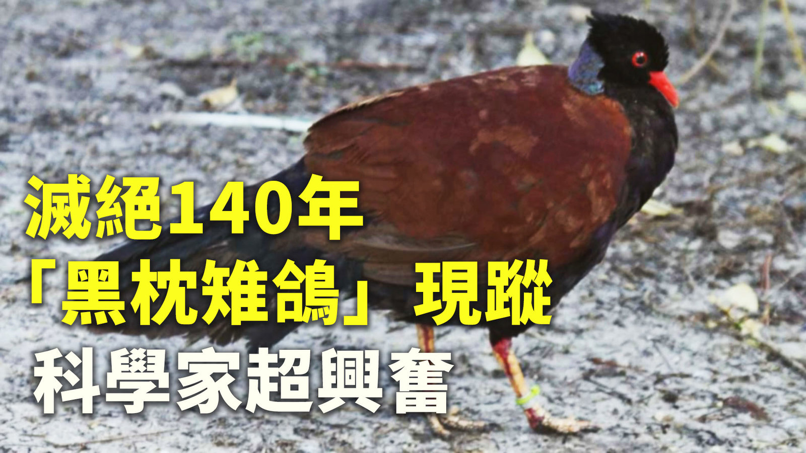 滅絕140年「黑枕雉鴿」現蹤 科學家超興奮