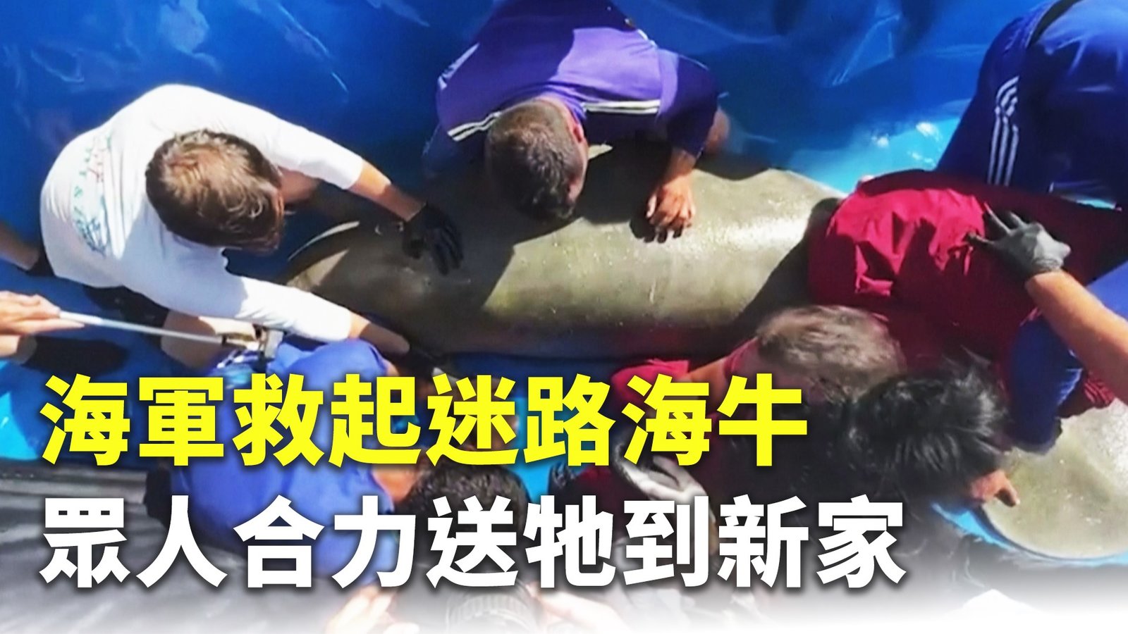 海軍救起迷路海牛 眾人合力送牠到新家