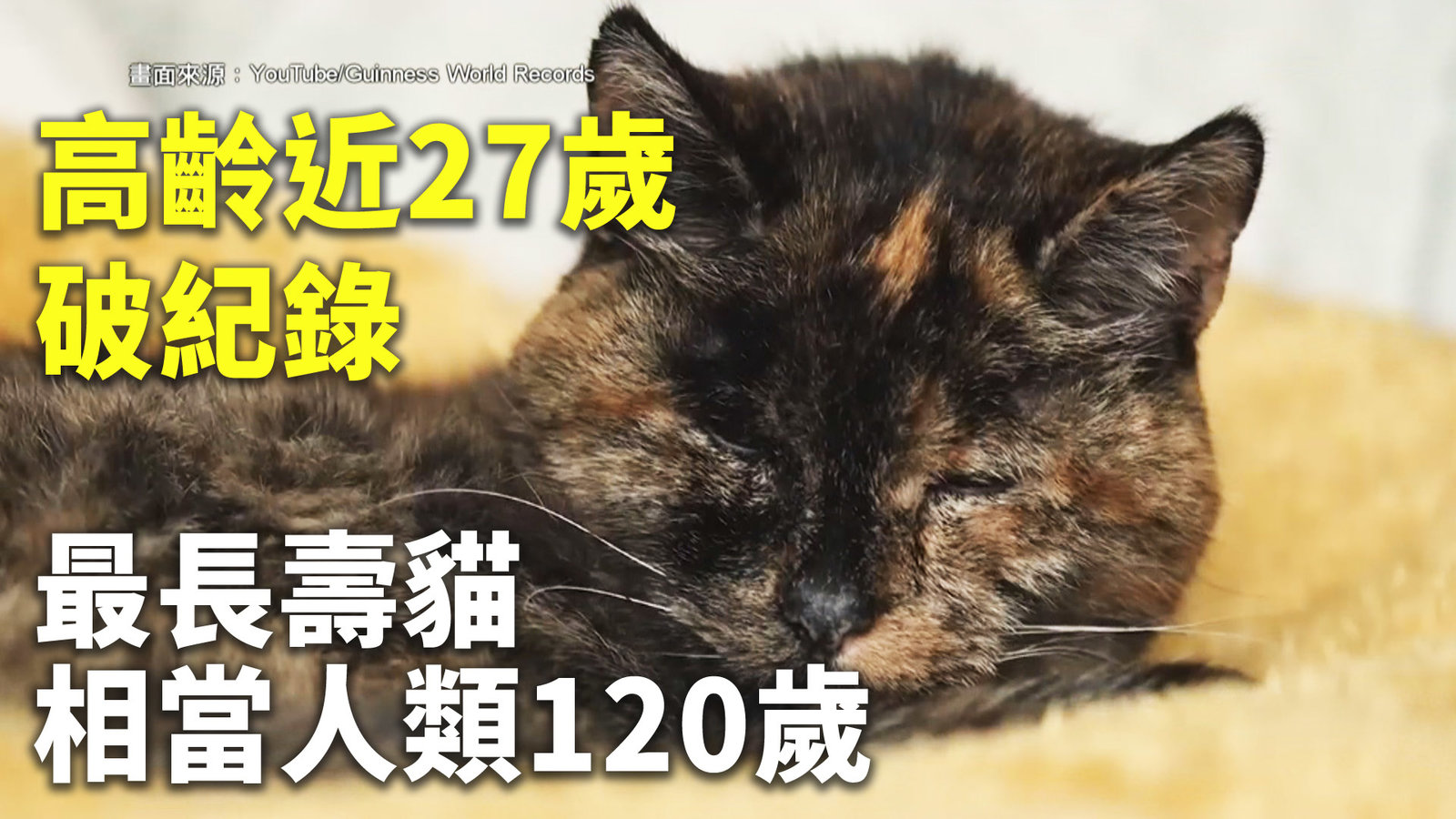 高齡近27歲破紀錄 最長壽貓相當人類120歲