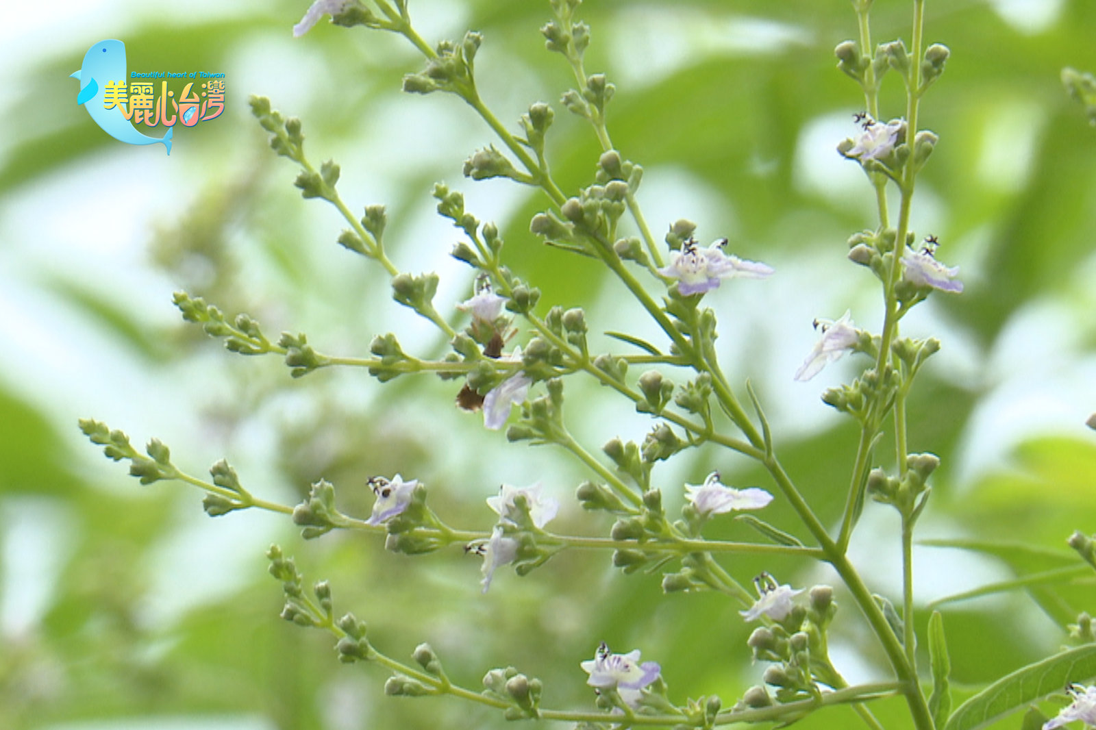 【嘉義水上+屏東內埔】木鱉果達人許金樹+黃荊傳奇|用心的產業|美麗心台灣(395)