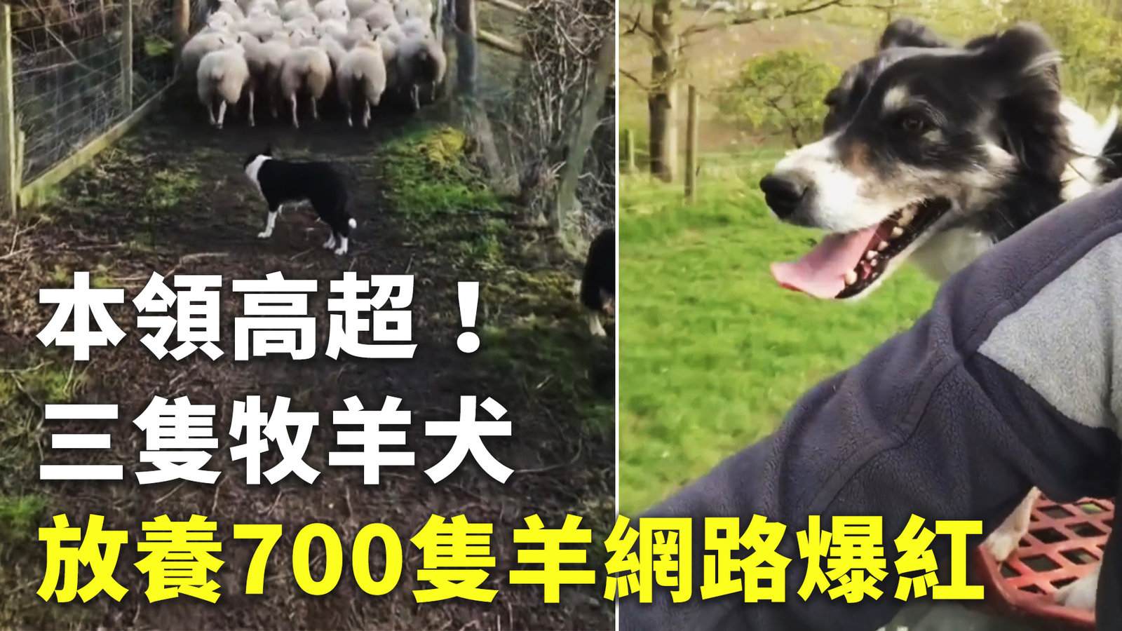 本領高超!三隻牧羊犬放養700隻羊網路爆紅