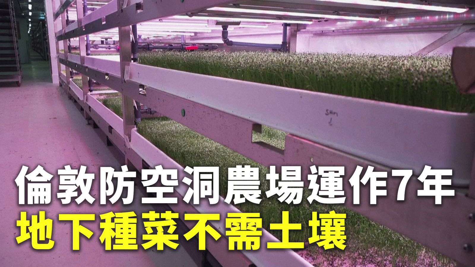 倫敦防空洞農場運作7年 地下種菜不需土壤