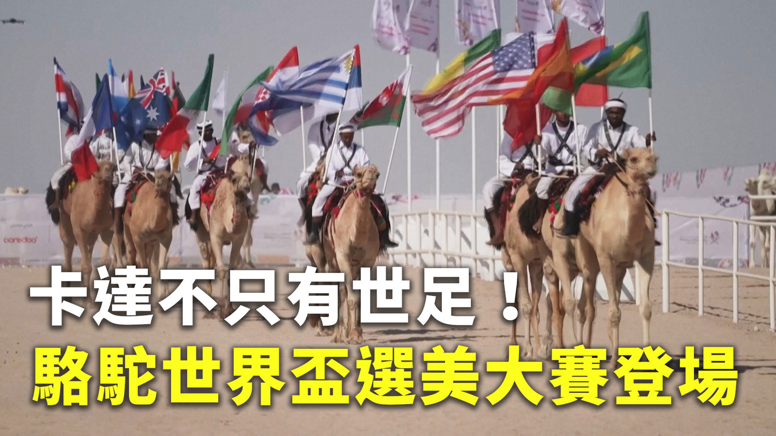 卡達不只有世足!駱駝世界盃選美大賽登場
