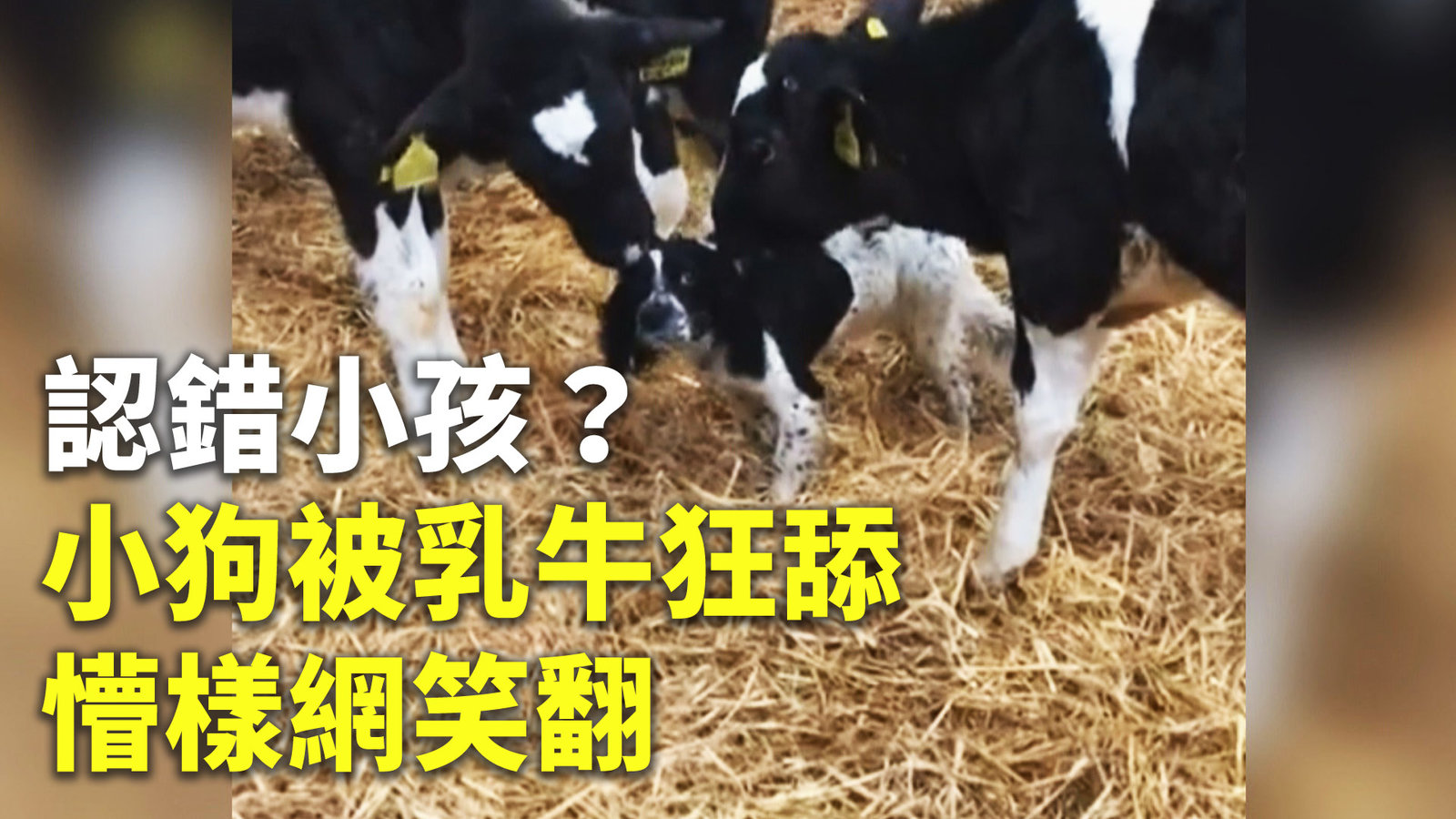 認錯小孩?小狗被乳牛狂舔懵樣網笑翻