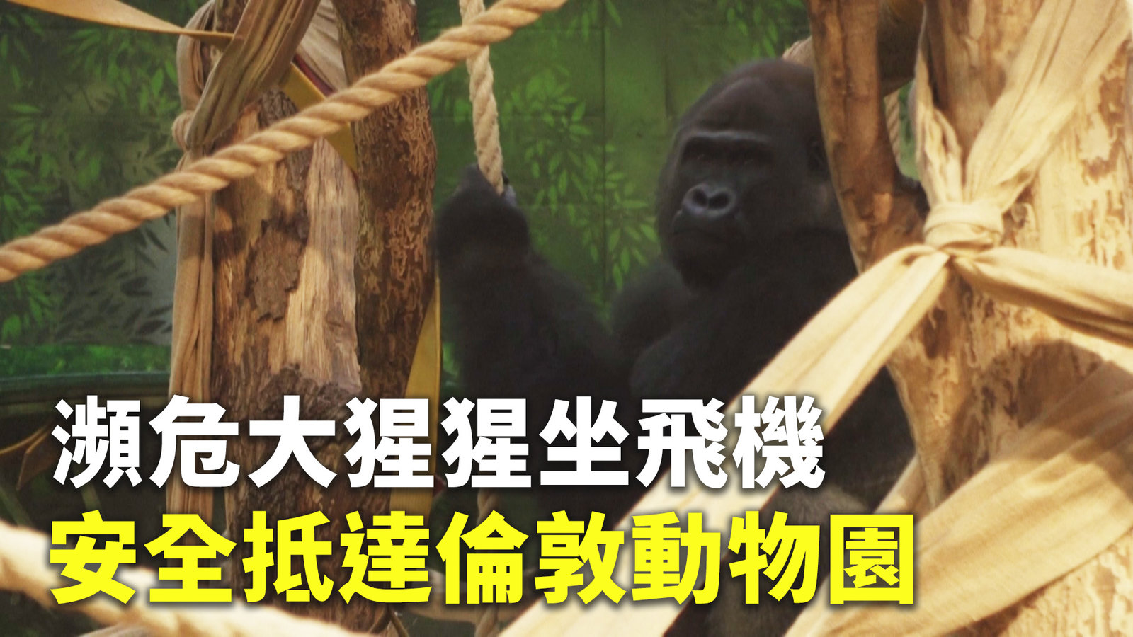 瀕危大猩猩坐飛機 安全抵達倫敦動物園