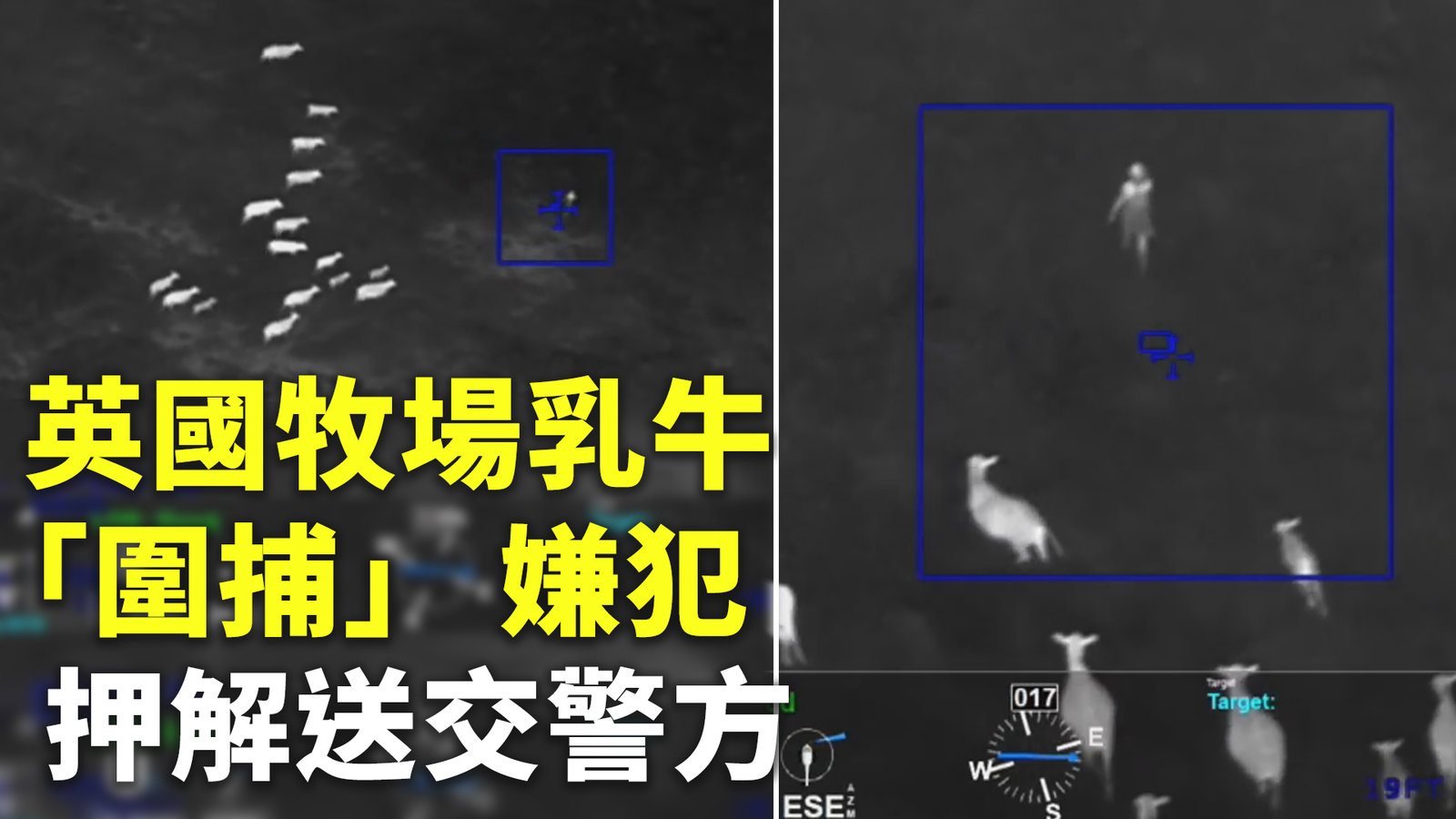 英國牧場乳牛「圍捕」 嫌犯 押解送交警方