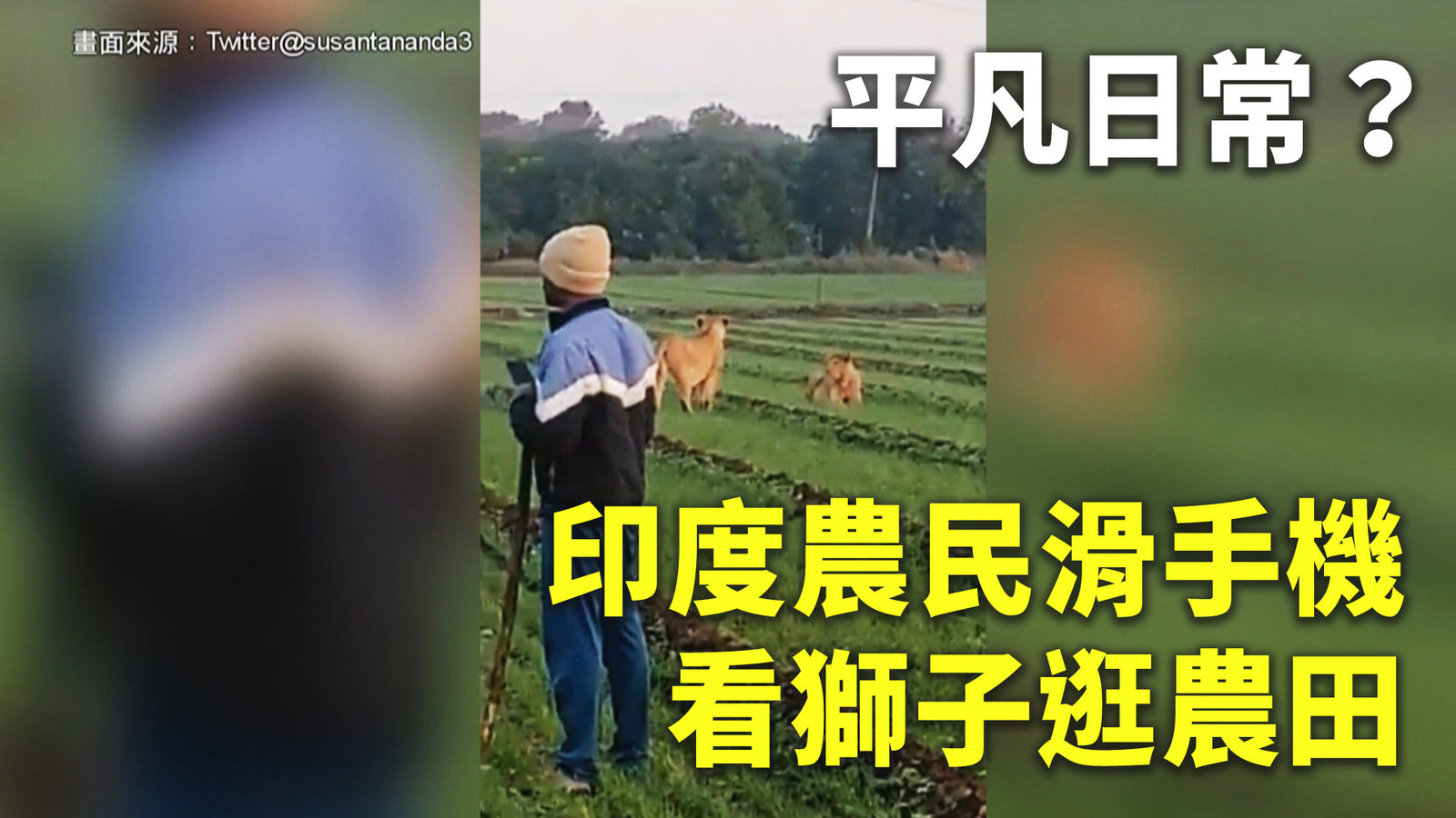 平凡日常?印度農民滑手機看獅子逛農田
