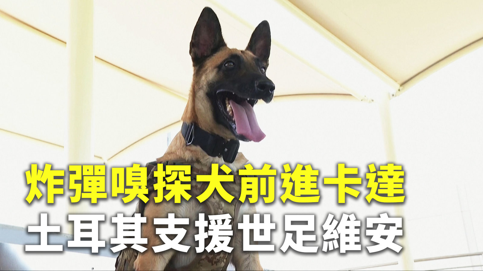 炸彈嗅探犬前進卡達 土耳其支援世足維安