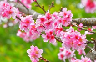 寒流來襲,阿里山區氣溫降低,海拔約1500公尺區域的樂野、石棹、奮起湖一帶櫻花開了。阿里山攝影達人黃源明說,今年櫻花開得比往年早。資料照。(圖/翻攝自漫步在雲端的阿里山臉書)