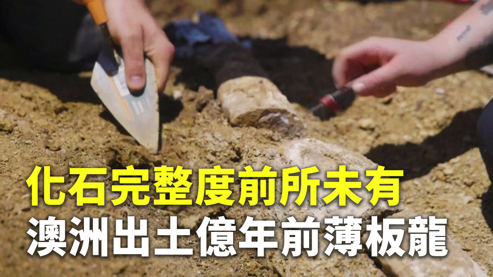 化石完整度前所未有 澳洲出土億年前薄板龍