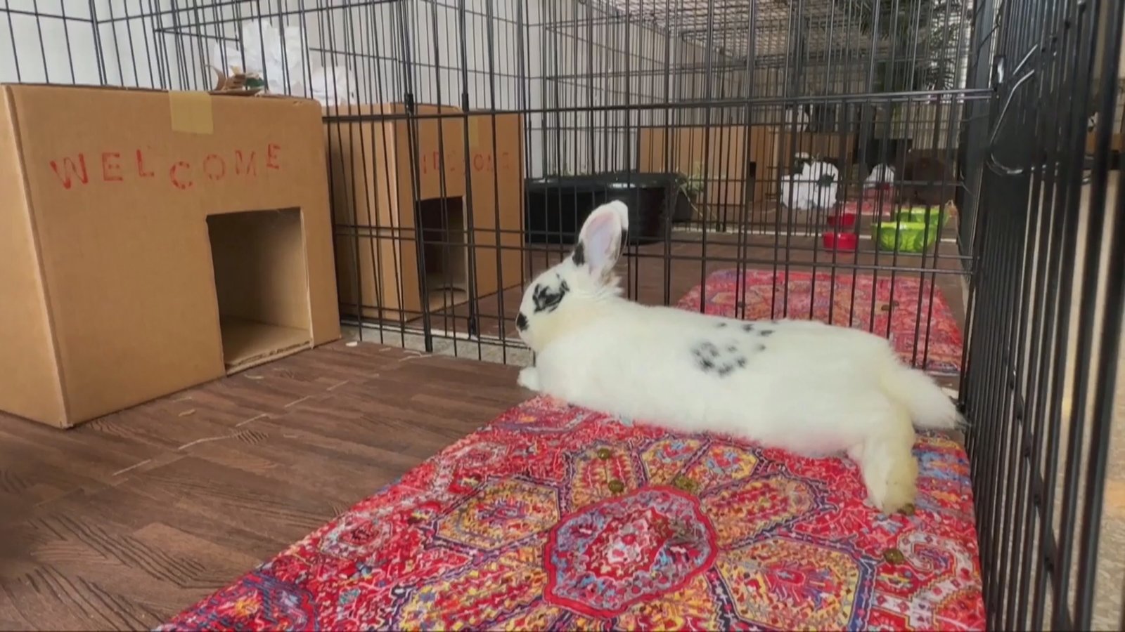 波斯地毯+星級服務 揭秘全球首家豪華兔酒店