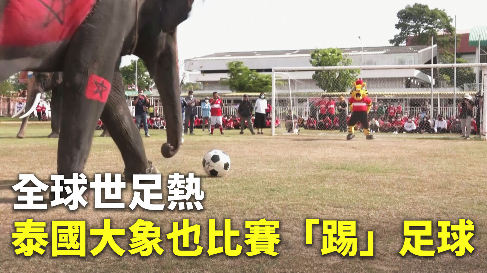 全球世足熱 泰國大象也比賽「踢」足球
