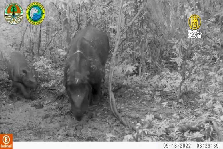 印尼拍到最瀕危爪哇犀牛寶寶 全球僅存77隻