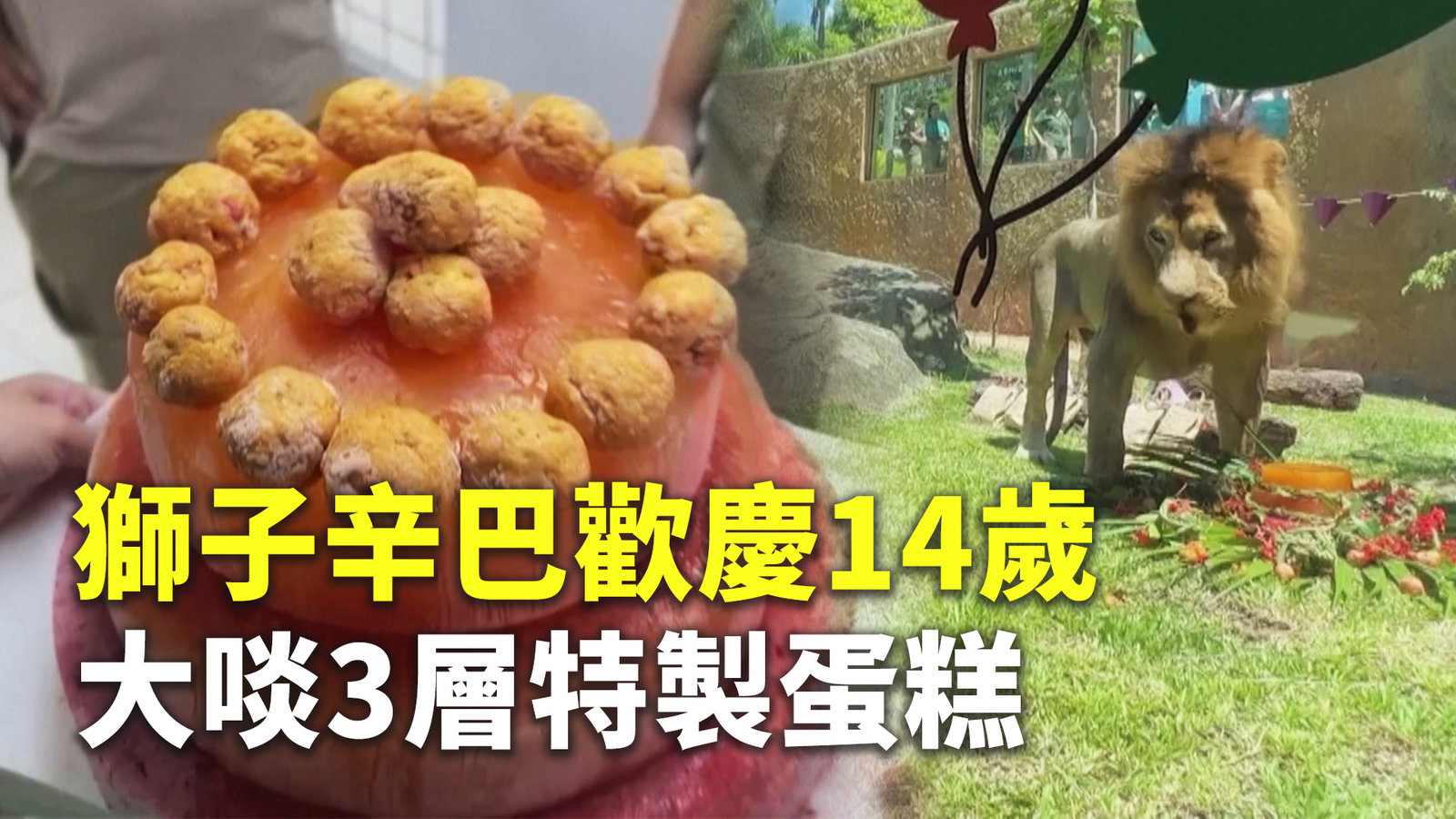獅子辛巴歡慶14歲 大啖3層特製蛋糕