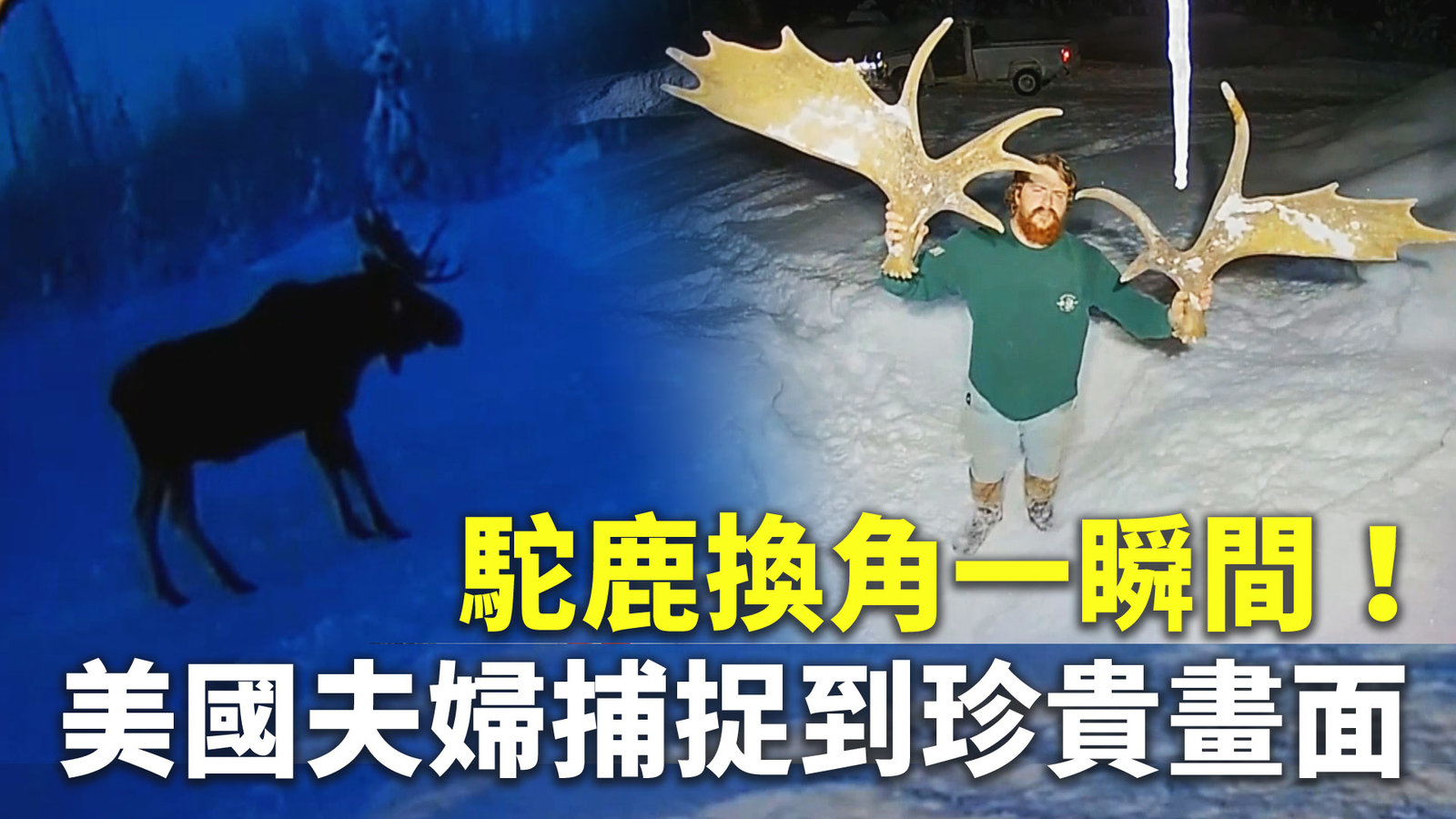 駝鹿換角一瞬間!美國夫婦捕捉到珍貴畫面