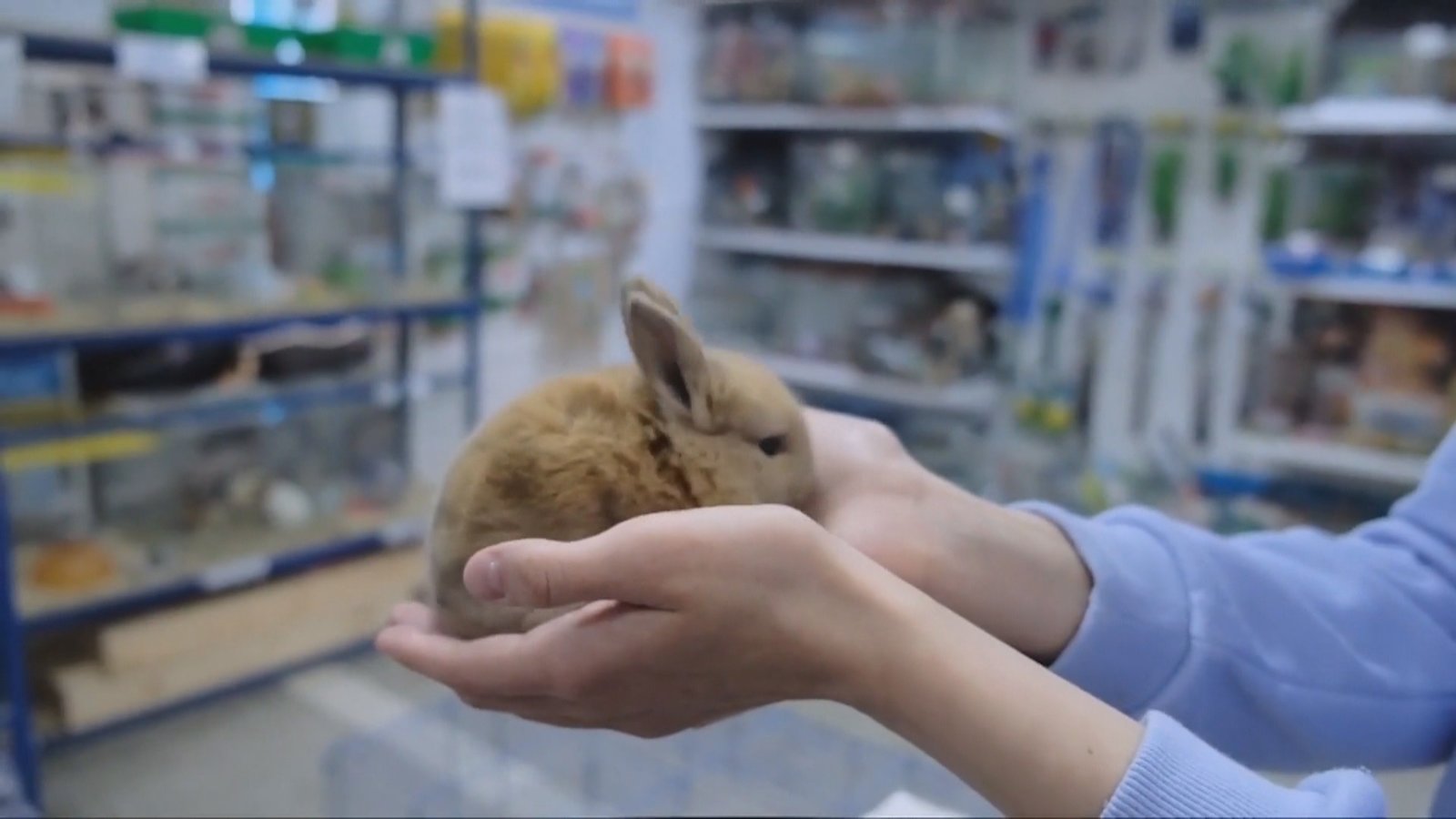 喜迎兔年 俄羅斯兔子市場太火爆