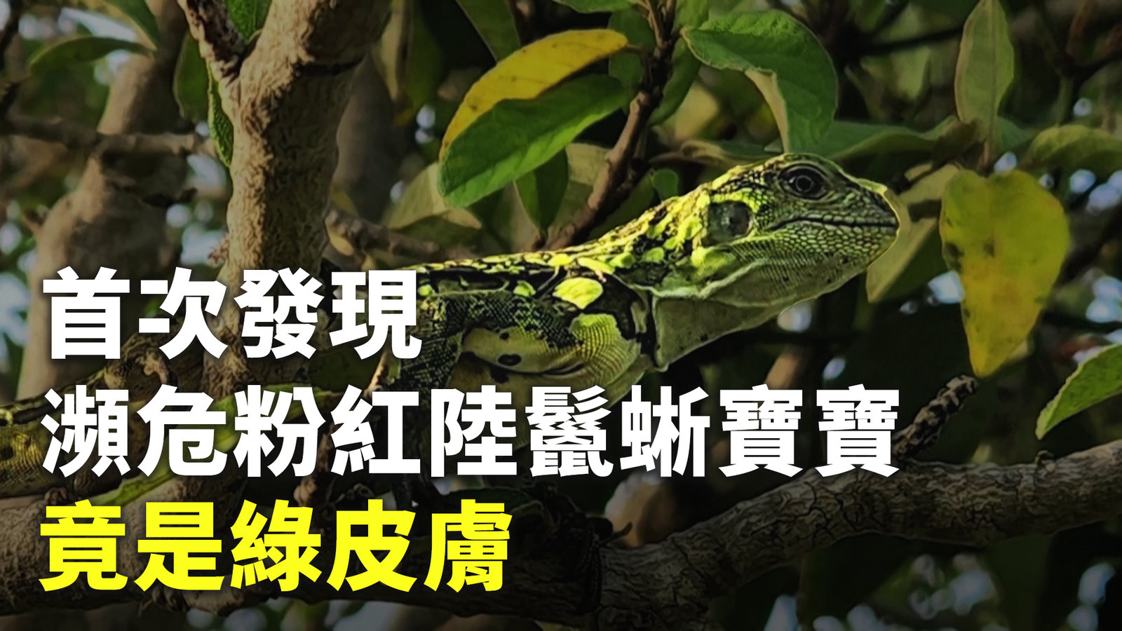 首次發現瀕危粉紅陸鬣蜥寶寶 竟是綠皮膚
