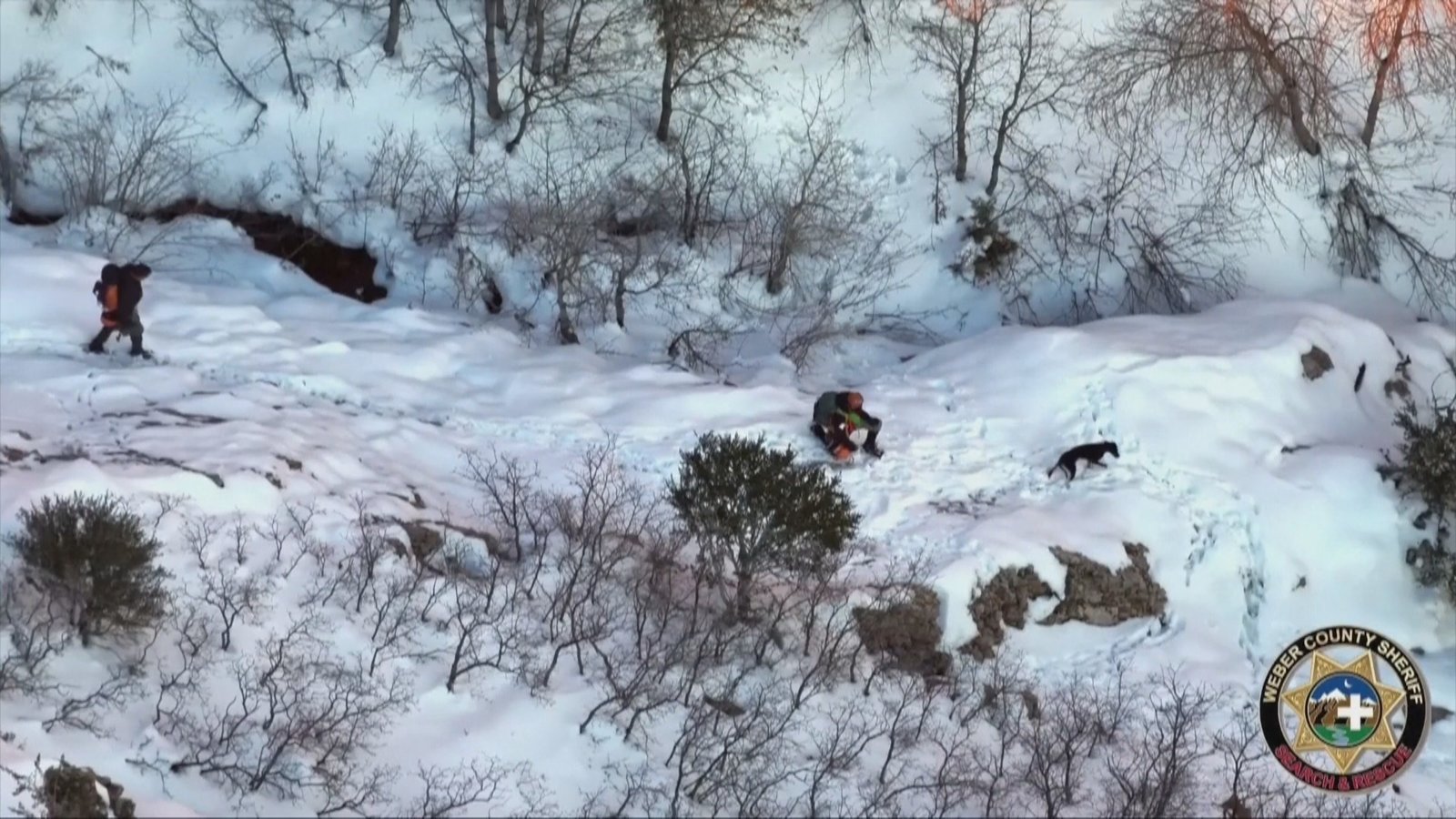 受困荒野一整夜 狗狗巧遇智慧大善人