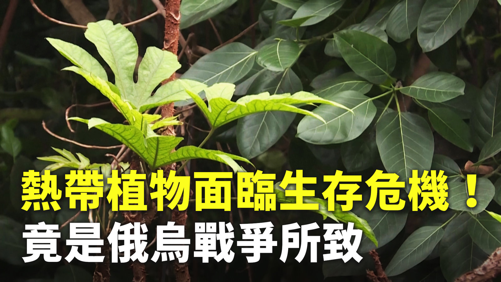 熱帶植物面臨生存危機!竟是俄烏戰爭所致