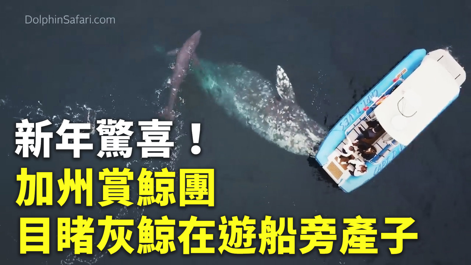 新年驚喜!加州賞鯨團目睹灰鯨在遊船旁產子