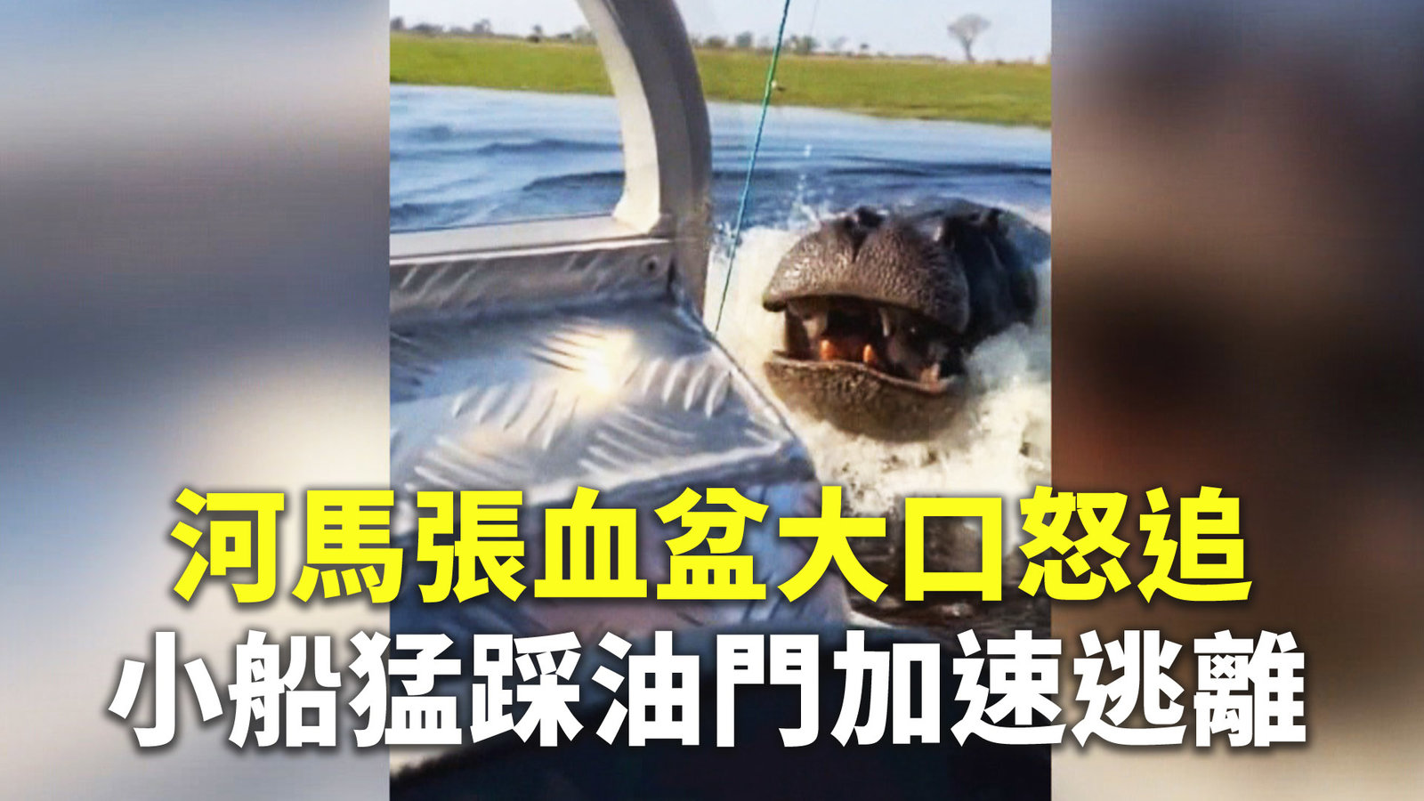 河馬張血盆大口怒追 小船猛踩油門加速逃離