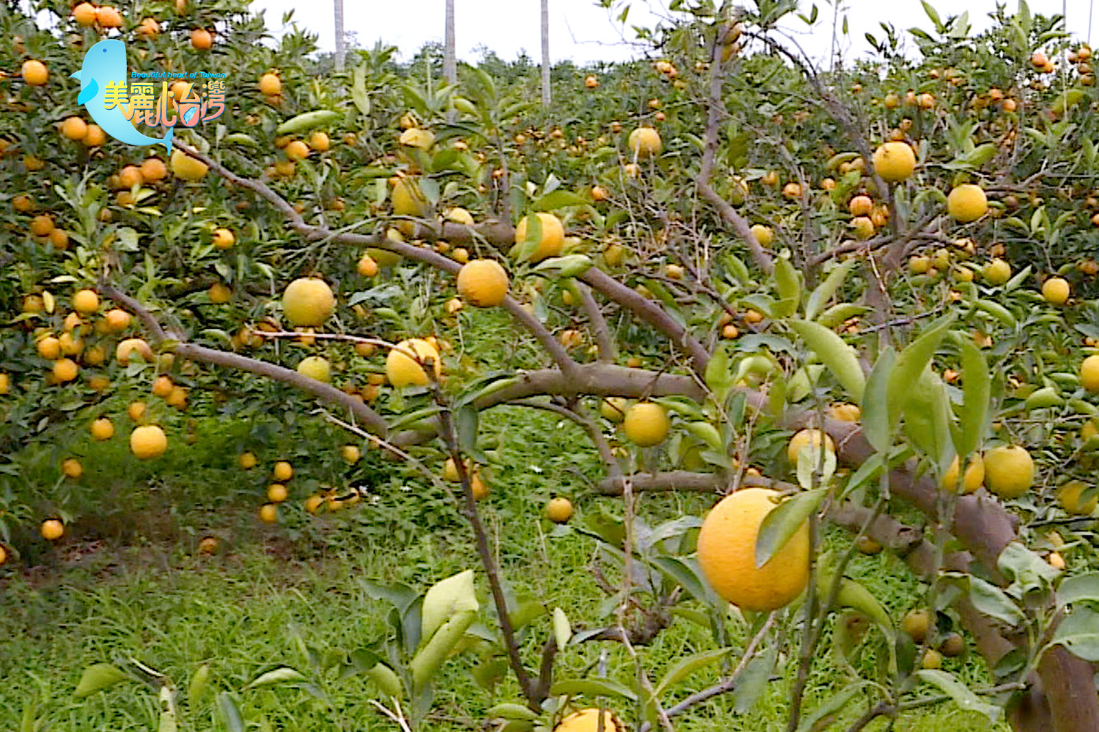 【雲林古坑+屏東枋寮】麵包師傅夫婦的無毒柳丁+斜槓辣漢戴輝榮|用心的產業|美麗心台灣(401)