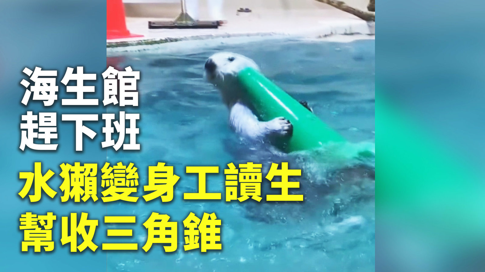 海生館趕下班 水獺變身工讀生幫收三角錐