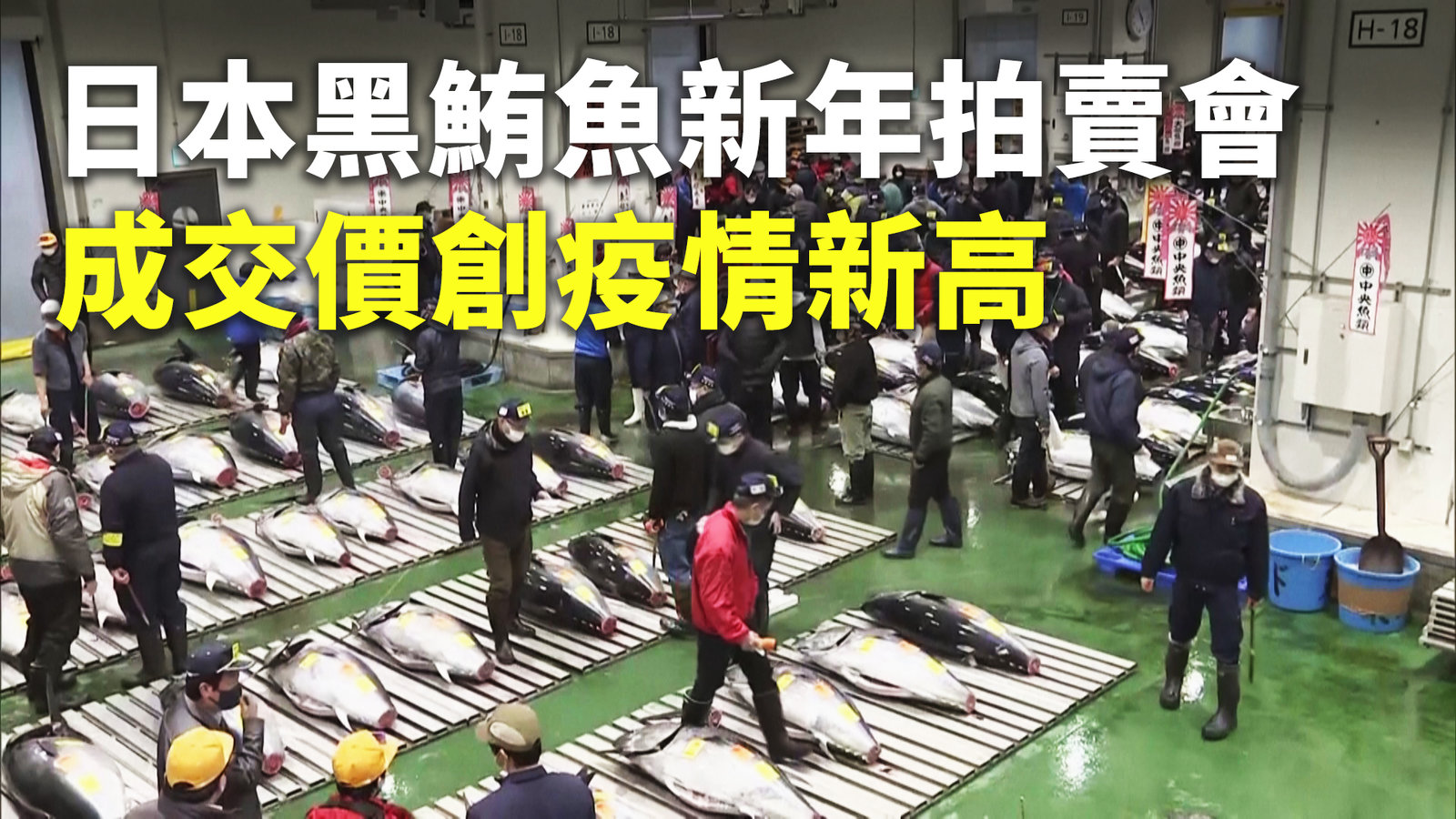 日本黑鮪魚新年拍賣會 成交價創疫情新高