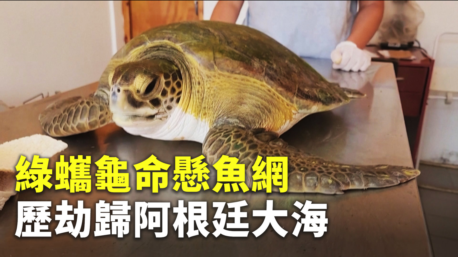 綠蠵龜命懸魚網 歷劫歸阿根廷大海