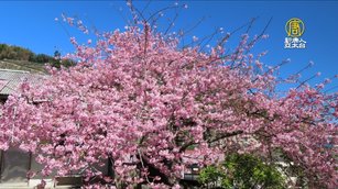 嘉義縣梅山鄉太和村樟樹湖「櫻穀王」河津櫻滿開。(蘇家弘 提供)