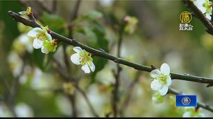 過年走春何處去?嘉義梅山公園賞梅趣
