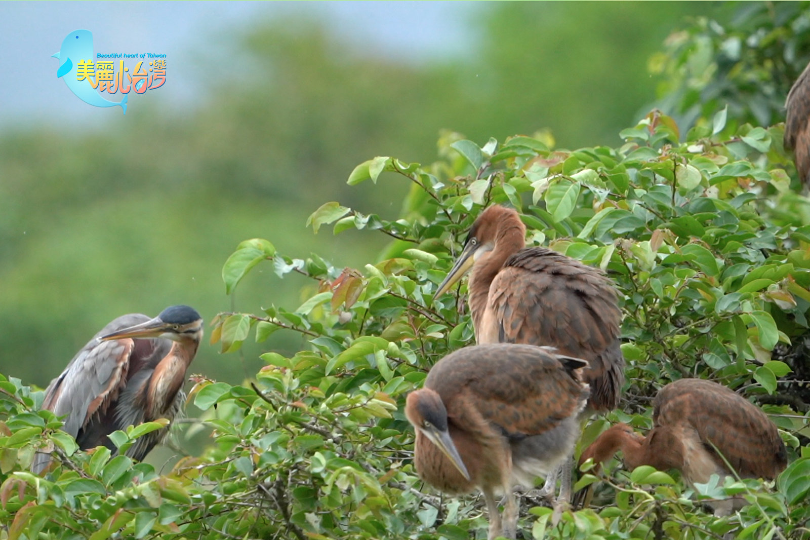 【宜蘭】冬候鳥 蘭陽平原上的精采鳥事|環境保護|美麗心台灣(403)