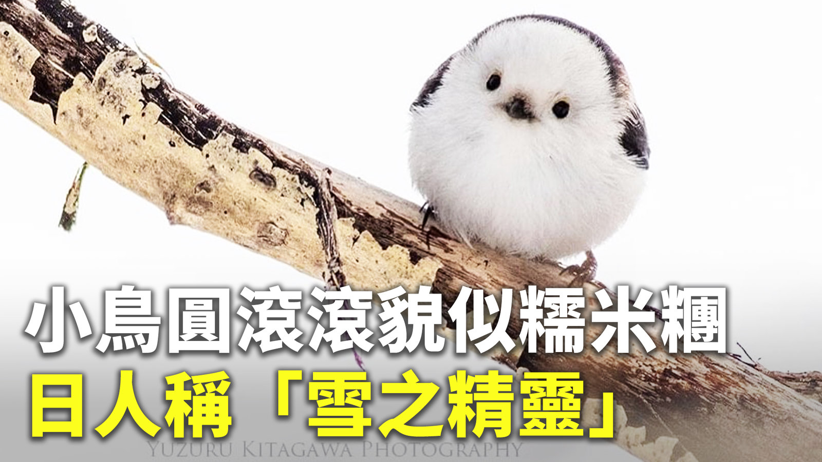 小鳥圓滾滾貌似糯米糰 日人稱「雪之精靈」