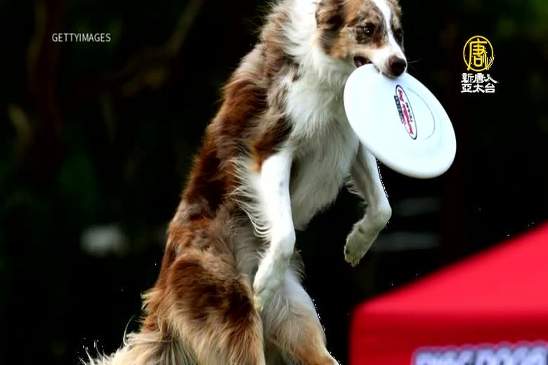 芬蘭研究測試 選出最聰明小狗品種
