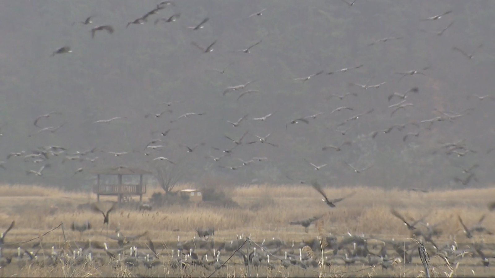 瀕危白頭鶴越冬棲地 韓順天市展開保護