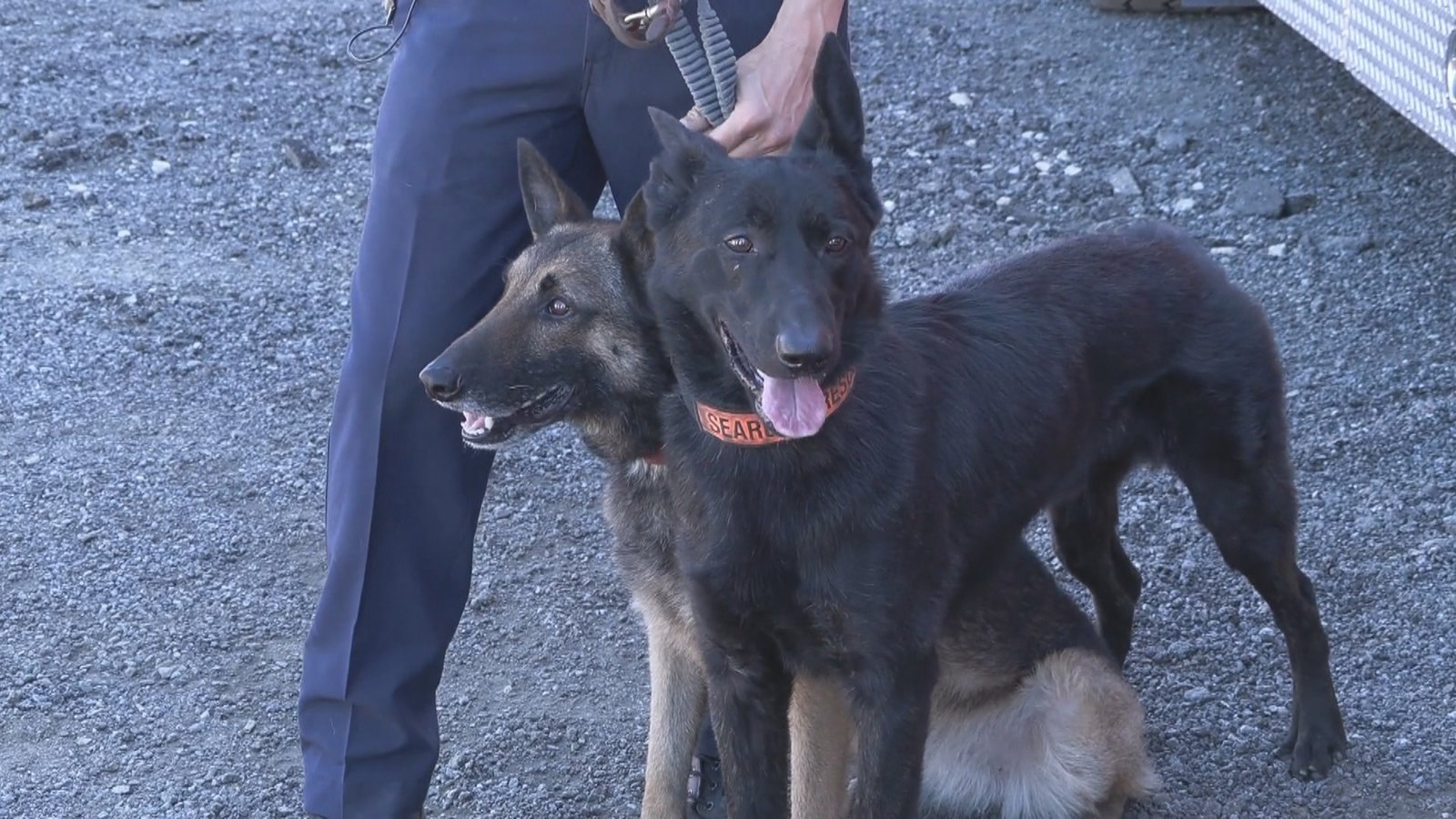 災難現場立大功 合格搜救犬的養成之路