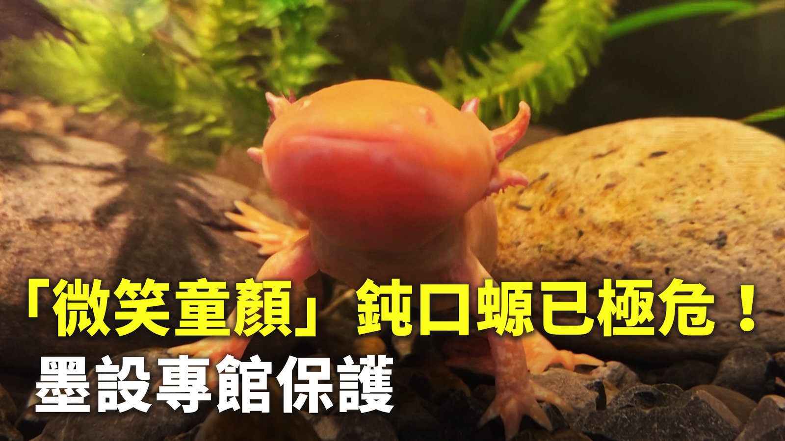 「微笑童顏」鈍口螈已極危!墨設專館保護