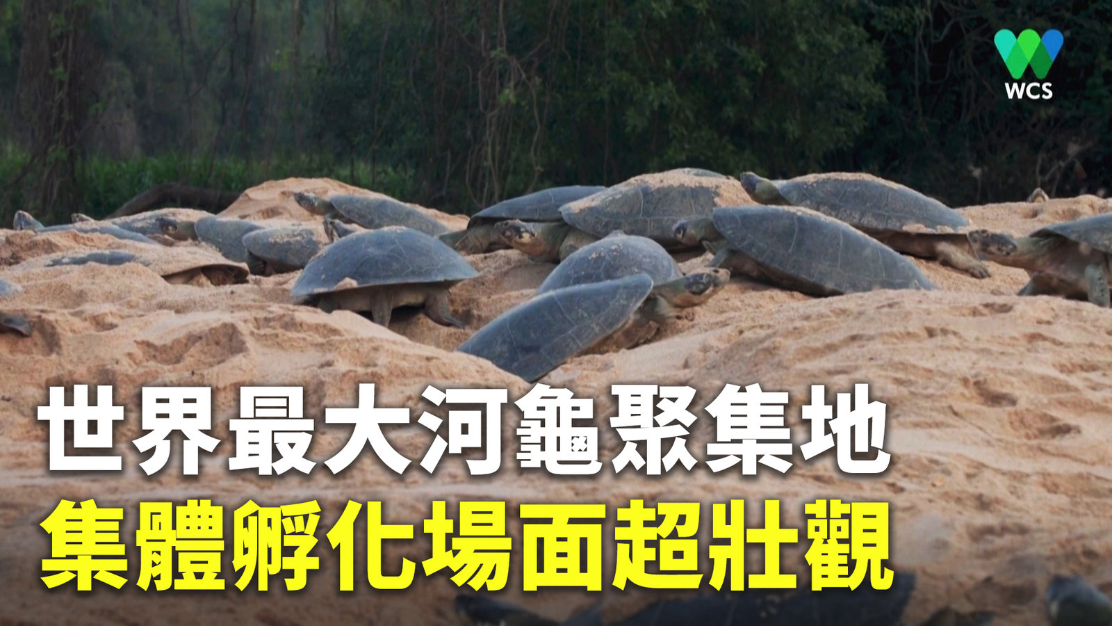 世界最大河龜聚集地 集體孵化場面超壯觀