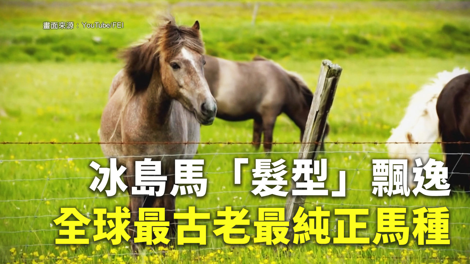 冰島馬「髮型」飄逸 全球最古老最純正馬種