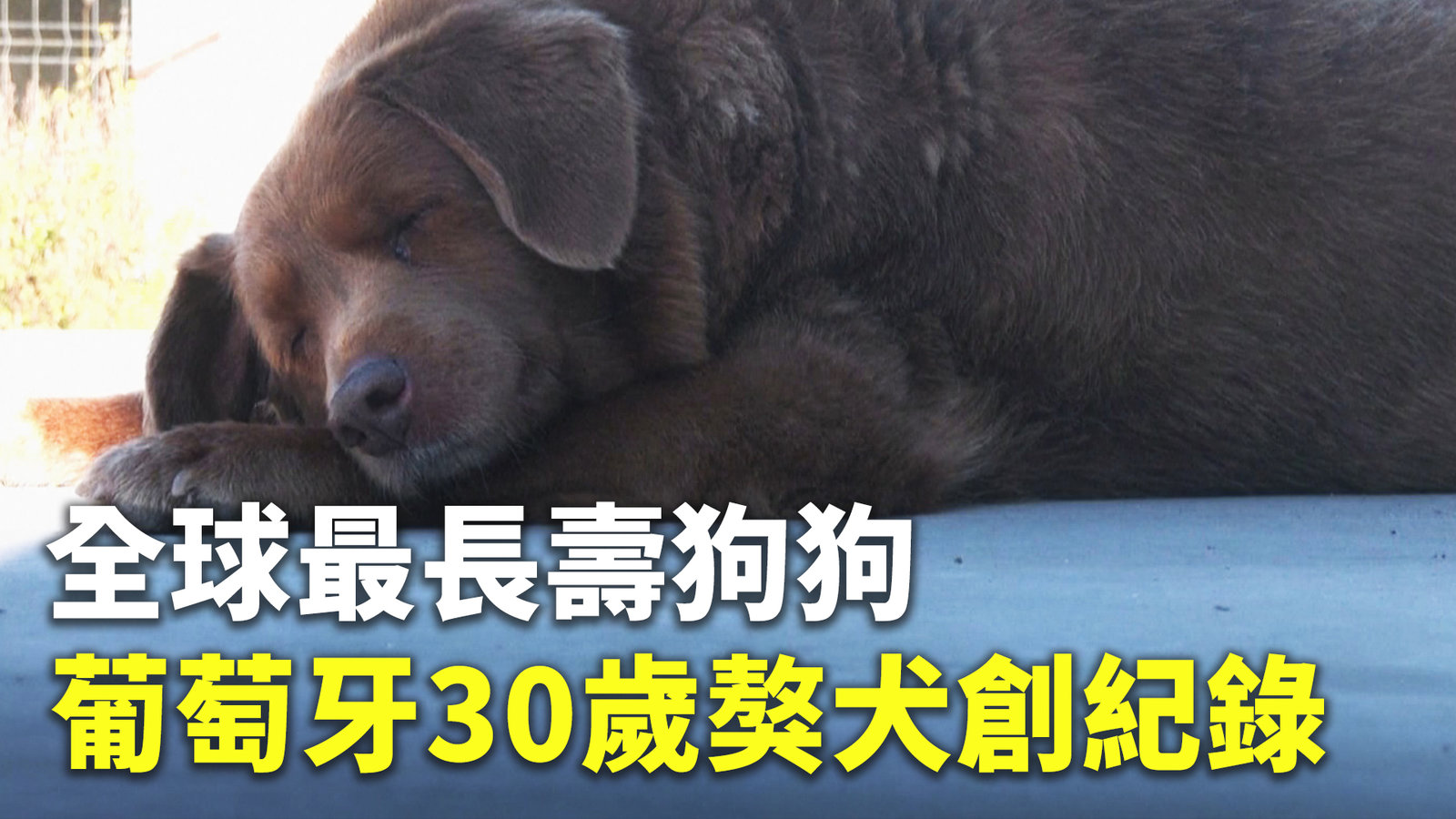 全球最長壽狗狗 葡萄牙30歲獒犬創紀錄