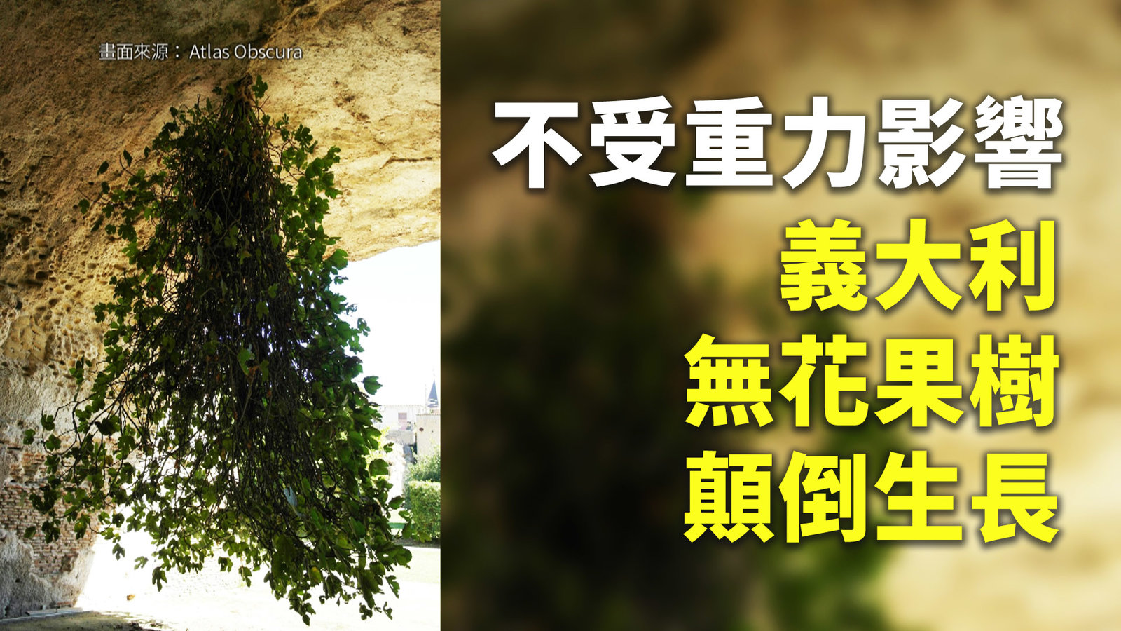 不受重力影響 義大利無花果樹顛倒生長
