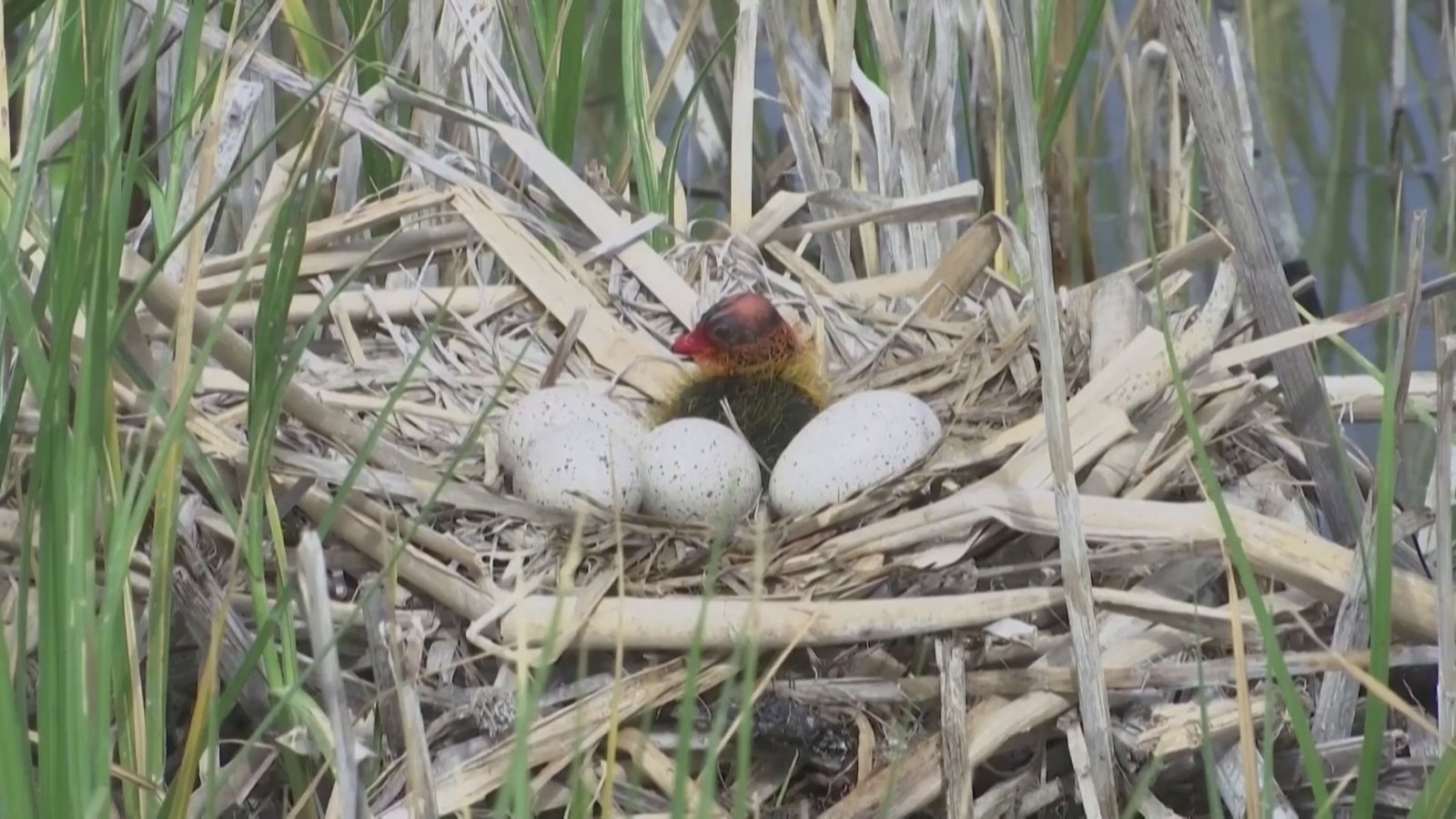 逾三成動植物瀕危 美生態系統面臨崩塌