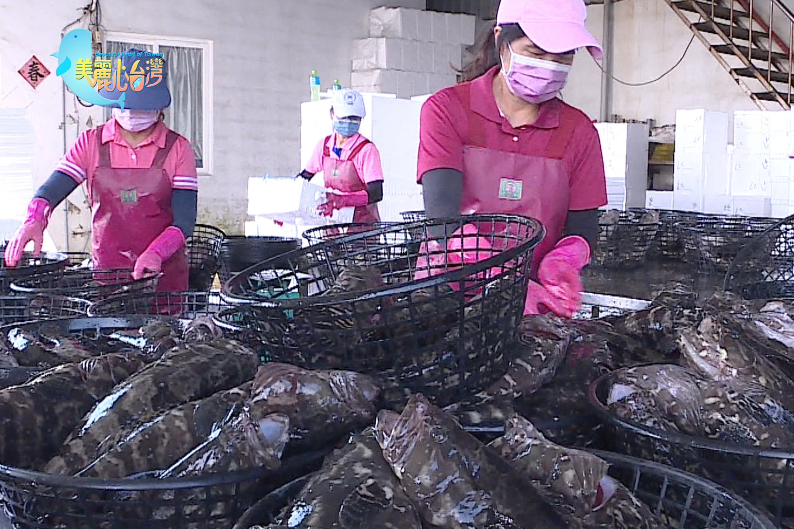 【屏東縣枋寮新龍社區】林春來推漁村體驗 翻轉龍膽石斑魚故鄉命運 |用心的產業|美麗心台灣(406)