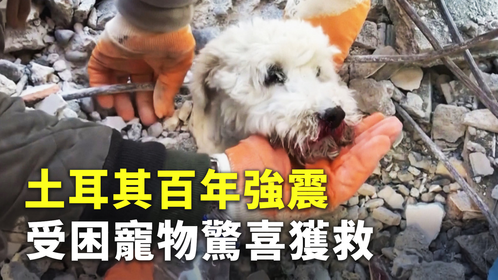 土耳其百年強震 受困寵物驚喜獲救