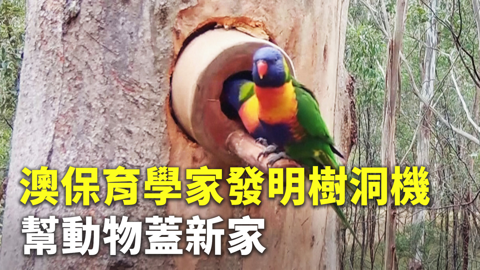澳保育學家發明樹洞機 幫動物蓋新家
