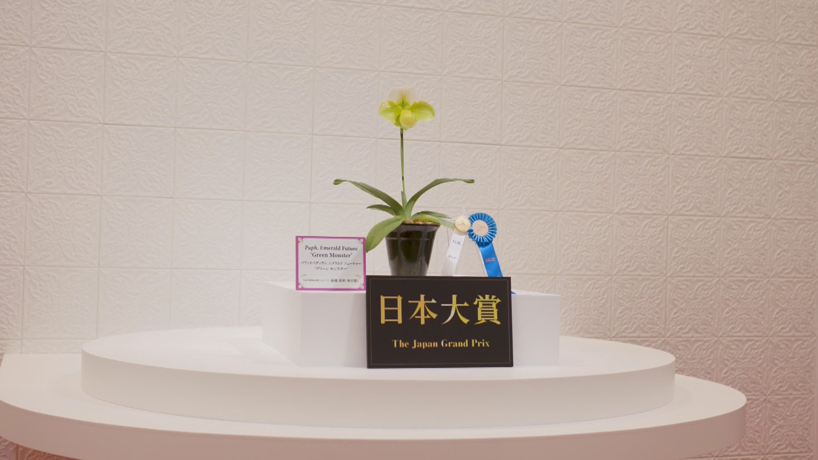 蘭馨幽谷 世界蘭展2023東京巨蛋開展